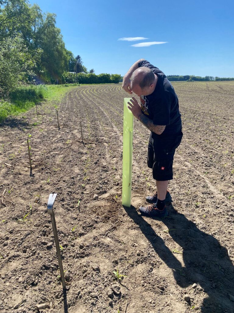Anpflanzung Kückenshagen